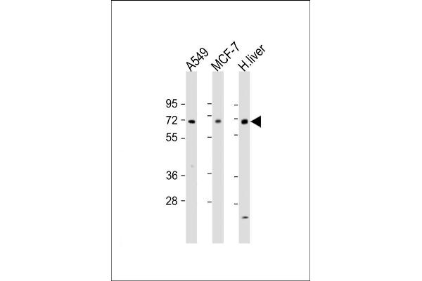 HABP2 Antikörper  (C-Term)