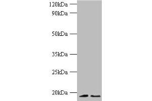Western blot All lanes: Histone H3. (Histone H3.3 antibody  (AA 2-136))