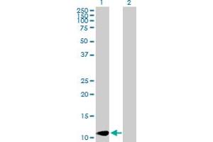 Western Blot analysis of LAMA4 expression in transfected 293T cell line by LAMA4 MaxPab polyclonal antibody. (LAMa4 antibody  (AA 1-120))