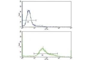 Flow cytometric analysis of HeLa cells using CD71 antibody (bottom histogram) compared to a negative control (top histogram). (Transferrin Receptor antibody  (AA 649-677))