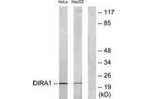 Western Blotting (WB) image for anti-DIRAS Family, GTP-Binding RAS-Like 1 (DIRAS1) (AA 149-198) antibody (ABIN2890364) (DIRAS1 antibody  (AA 149-198))