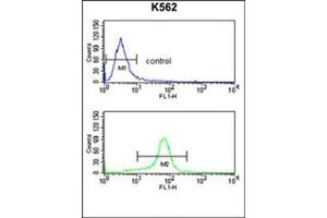 AP17917PU-N CACNA2D1 Antibody (N-term) Flow Cytometry analysis of K562 cells (bottom histogram) compared to a negative control cell (top histogram).