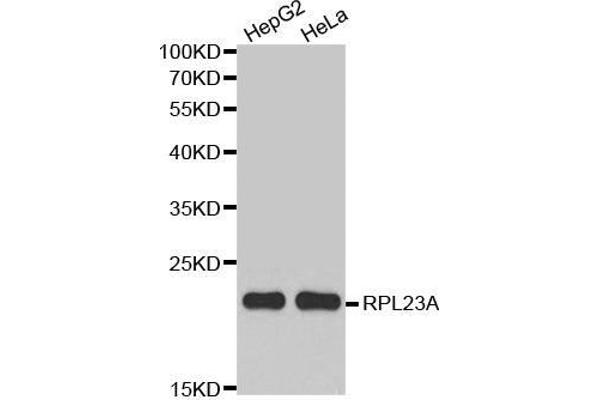 RPL23A 抗体  (AA 1-156)