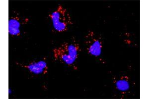 Proximity Ligation Analysis of protein-protein interactions between CASP3 and PAK2. (PAK2 antibody  (AA 131-230))
