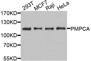 Western blot analysis of extracts of various cell lines, using PMPCA antibody. (PMPCA antibody  (AA 456-525))