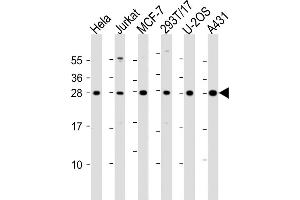 RPL14 抗体  (AA 117-147)