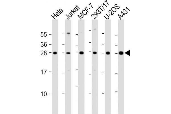 RPL14 抗体  (AA 117-147)