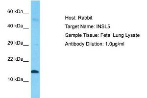 Host: Rabbit  Target Name: INSL5  Sample Tissue: Fetal Lung lysates  Antibody Dilution: 1. (INSL5 antibody  (Middle Region))