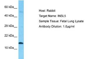 Host: Rabbit  Target Name: INSL5  Sample Tissue: Fetal Lung lysates  Antibody Dilution: 1. (INSL5 antibody  (Middle Region))