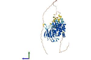 AlphaFold protein structure predicition of Human Recombinant CHEK2 Protein, UniprotID O96017 (CHEK2 Protein (AA 1-543) (His tag))
