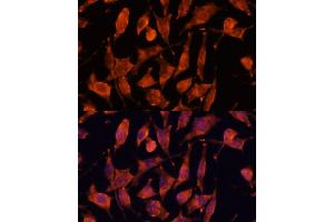 Immunofluorescence analysis of L929 cells using XPNPEP3 antibody  at dilution of 1:100. (XPNPEP3 antibody  (AA 1-250))