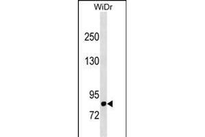 D Antibody (N-term) (ABIN1881270 and ABIN2838813) western blot analysis in WiDr cell line lysates (35 μg/lane). (DPP4 antibody  (N-Term))