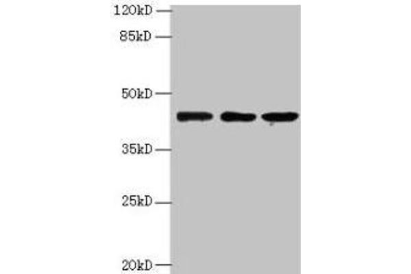 MRPS31 anticorps  (AA 66-395)