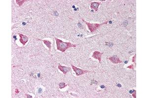 Anti-NLRC4 antibody IHC of human brain, cortex. (NLRC4 antibody  (C-Term))