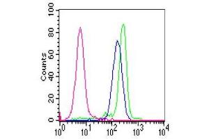 Reactivity of FITC-labelled GM-9A6 with polymorph nuclear cells. (CEACAM6 antibody)