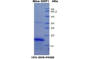 SDS-PAGE (SDS) image for Growth Differentiation Factor 1 (GDF1) (AA 230-357) protein (His tag) (ABIN1170583)