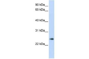 Western Blotting (WB) image for anti-Thymocyte Nuclear Protein 1 (THYN1) antibody (ABIN2459839)