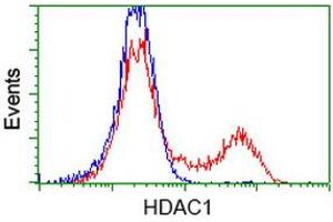 HEK293T cells transfected with either RC201745 overexpress plasmid (Red) or empty vector control plasmid (Blue) were immunostained by anti-HDAC1 antibody (ABIN2453923), and then analyzed by flow cytometry. (HDAC1 antibody)