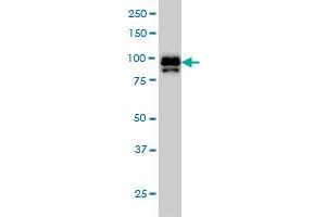 IFI16 monoclonal antibody (M03), clone 2E3 Western Blot analysis of IFI16 expression in Hela S3 NE (ABIN1339524). (IFI16 antibody  (AA 630-729))