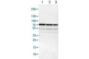 Western blot analysis of Lane 1: NIH-3T3 cell lysate (Mouse embryonic fibroblast cells), Lane 2: NBT-II cell lysate (Rat Wistar bladder tumour cells), Lane 3: PC12 cell lysate (Pheochromocytoma of rat adrenal medulla) with SNW1 polyclonal antibody  at 1:100-1:500 dilution. (SNW1 antibody)