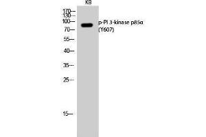 Western Blotting (WB) image for anti-Phosphoinositide 3 Kinase, p85 alpha (PI3K p85a) (pTyr607) antibody (ABIN3173296) (PIK3R1 antibody  (pTyr607))