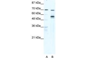 Western Blotting (WB) image for anti-DEAD (Asp-Glu-Ala-Asp) Box Polypeptide 55 (DDX55) antibody (ABIN2461356) (DDX55 antibody)