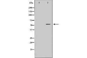 Western blot analysis of A549 whole cell lysates, using UAP1  Antibody.