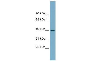 WB Suggested Anti-SULT2B1 Antibody Titration:  0.