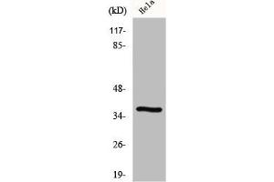Western Blot analysis of RAW264. (GIMAP4 antibody  (Internal Region))