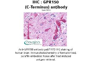 Image no. 1 for anti-G Protein-Coupled Receptor 150 (GPR150) (C-Term) antibody (ABIN1734961) (GPR150 antibody  (C-Term))