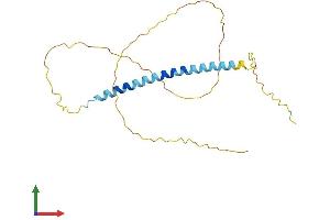 AlphaFold protein structure predicition of Human Recombinant TCEAL4 Protein, UniprotID Q96EI5 (TCEAL4 Protein (AA 1-215) (His tag))