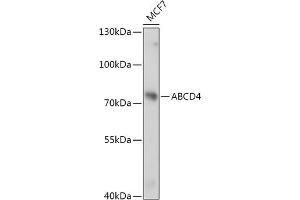 Western blot analysis of extracts of MCF7 cells, using  antibody (ABIN7265738) at 1:1000 dilution. (ABCD4 antibody  (AA 100-280))