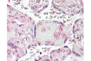 Anti-LYN antibody IHC of human placenta. (LYN antibody  (AA 39-58))