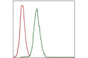 Image no. 1 for anti-Replication Protein A1, 70kDa (RPA1) antibody (ABIN1500741) (RPA1 antibody)