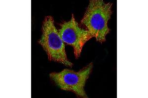 Immunofluorescent analysis of 4% paraformaldehyde-fixed, 0. (HCK antibody)