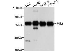 Western blot analysis of extracts of various cell lines, using ME2 antibody. (NAD-ME antibody)