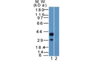 Western Blot of HEK293 lysate (1) Absence and (2) Presence of immunizing peptide p40 Rabbit PAb. (p63 antibody  (AA 5-17))
