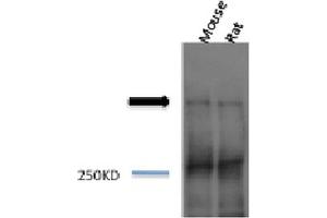 Western blot analysis of Mouse, Rat brain cell lysates showing detection of Piccolo protein using Rabbit Anti-Piccolo Polyclonal Antibody . (Piccolo antibody  (Biotin))