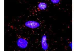 Proximity Ligation Analysis of protein-protein interactions between CCND2 and CDKN1A. (Cyclin D2 antibody  (AA 1-289))
