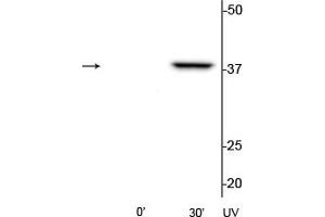 Western blot of HeLa cell lysates that had been treated with UV (~254 nm) for 0’ or 30’ showing the specific immunolabeling of the ~39 kDa p38 MAPK protein phosphorylated at Thr180/Tyr182. (MAPK14 antibody  (pThr180, pTyr182))