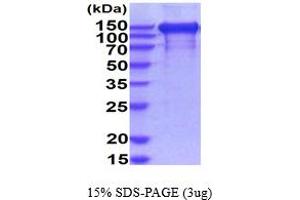 SDS-PAGE (SDS) image for Epidermal Growth Factor Receptor (EGFR) (AA 25-645) protein (hIgG-His-tag) (ABIN7281111)