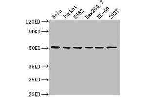 Western Blot Positive WB detected in: Hela whole cell lysate, Jurkat whole cell lysate, K562 whole cell lysate, Raw264. (CSK antibody  (AA 325-416))