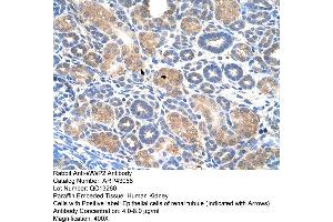 Human kidney (WWP2 antibody  (Middle Region))