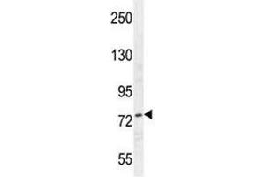 Western Blotting (WB) image for anti-Nucleolin (NCL) antibody (ABIN3032071)