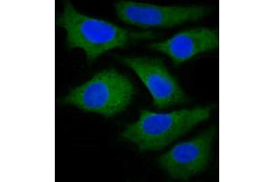 Immunofluorescence (IF) image for anti-Fatty Acid Synthase (FASN) (AA 942-973) antibody (ABIN1537694)