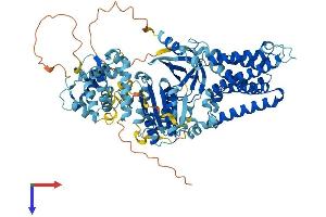 AlphaFold protein structure predicition of Human Recombinant NOX5 Protein, UniprotID Q96PH1