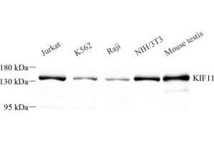 Western blot analysis of KIF11 (ABIN7074437) at dilution of 1: 500