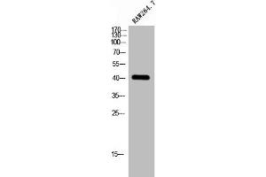 Western Blot analysis of RAW264. (GPS2 antibody  (N-Term))