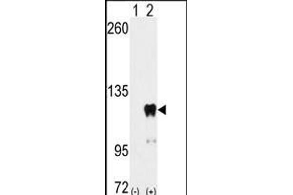 PUM2 antibody  (AA 159-189)