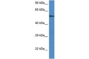 WB Suggested Anti-Zbtb43 Antibody   Titration: 1. (ZBTB43 antibody  (C-Term))